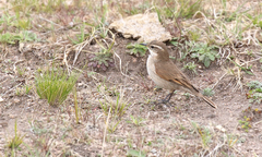 Cinclodes comechingonus