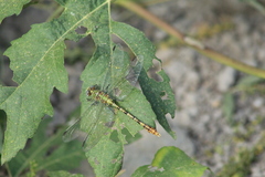 Erpetogomphus crotalinus
