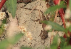 Sceloporus edbelli