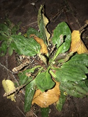 Plantago major