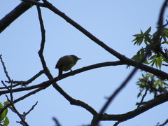 Leiothlypis ruficapilla