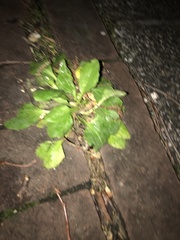 Plantago major