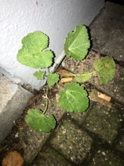 Alcea rosea