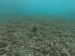 Abudefduf concolor