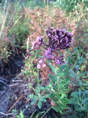 Carphephorus paniculatus