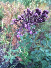 Carphephorus paniculatus