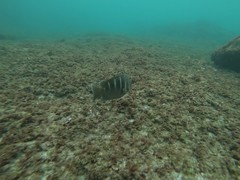 Abudefduf concolor