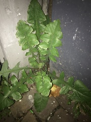 Sonchus oleraceus