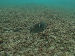 Abudefduf concolor