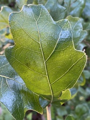Quercus chapmanii
