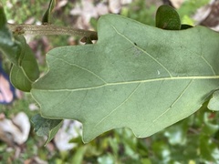 Quercus chapmanii
