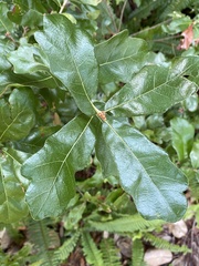Quercus chapmanii