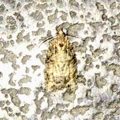 Lepidoptera