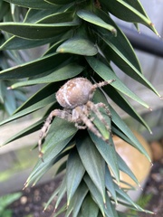 Araneus diadematus