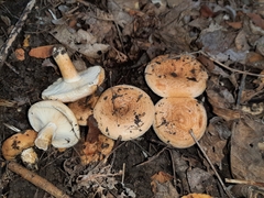 Lactarius subvillosus