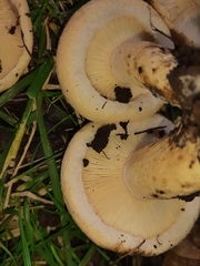 Lactarius subvillosus