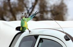 Barnardius zonarius zonarius