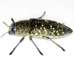 Lampetis webbii