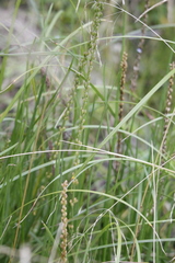 Triglochin palustris