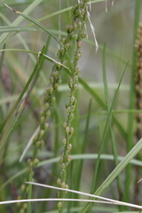 Triglochin palustris