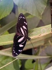 Heliconius atthis