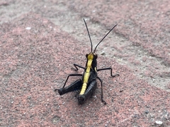 Melanotettix dibelonius