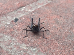 Melanotettix dibelonius