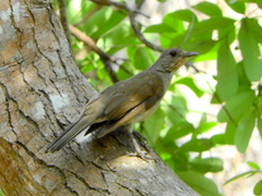 Turdus leucomelas