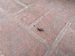 Melanotettix dibelonius