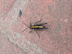 Melanotettix dibelonius