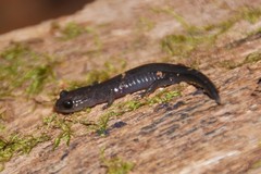 Plethodon montanus