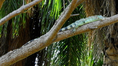Iguana iguana