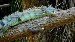 Iguana iguana