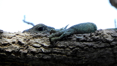 Iguana iguana