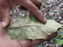 Quercus xalapensis