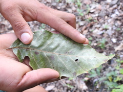 Quercus xalapensis