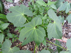 Cnidoscolus multilobus