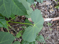 Cnidoscolus multilobus