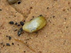 Anticorbula fluviatilis