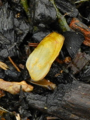 Anticorbula fluviatilis