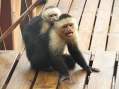 Cebus capucinus