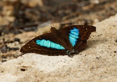 Doxocopa