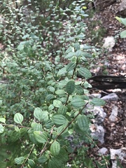Philadelphus texensis