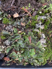 Peltigera degenii
