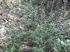 Philadelphus texensis