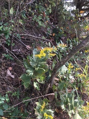 Solidago drummondii