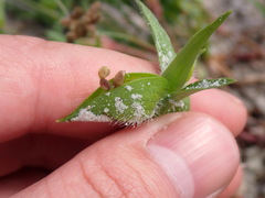 Commelina gambiae