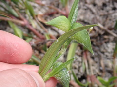 Commelina gambiae