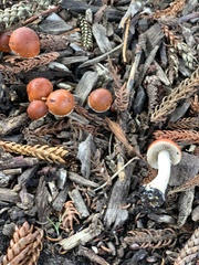 Leratiomyces ceres