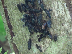 Pereute charops venezuelana